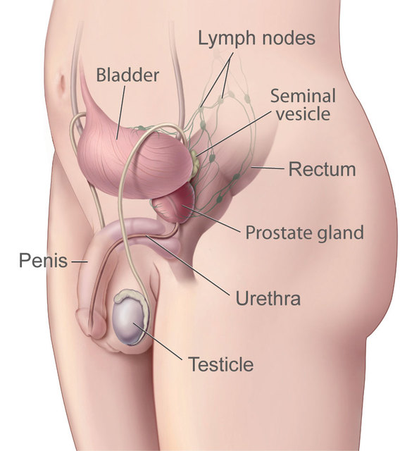 prostate-illustration-enlarge.  v30085354 http://dermaessencecreamblog.com/prostavate/