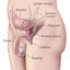 prostate-illustration-enlar... - http://dermaessencecreamblog.com/prostavate/