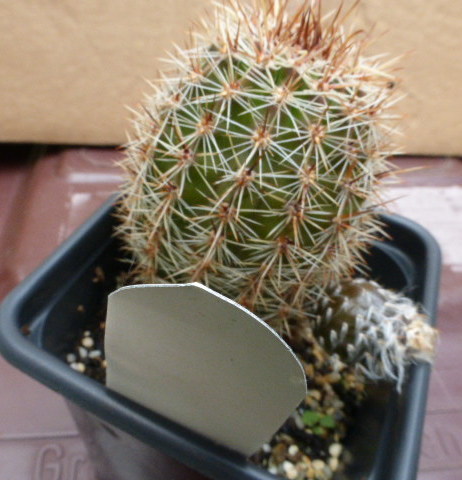 P1020475 cactus