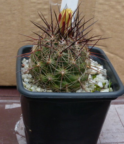 P1020472 cactus