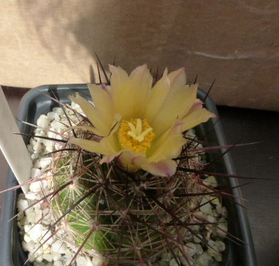 P1020487 cactus