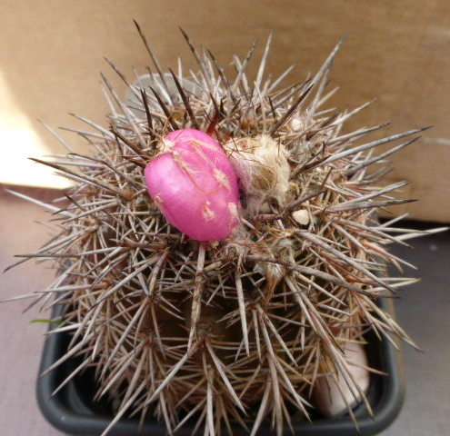 P1020493 cactus