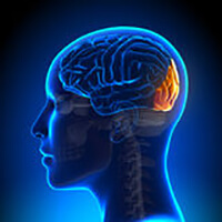 https://brainfireadvice Picture Box