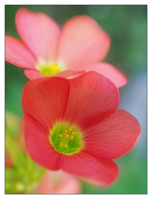 Backyard Flower 2017 2 Close-Up Photography