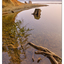 Comox Lake 06 2017 - Landscapes