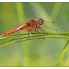 Dragonfly Little River 2017 1 - Close-Up Photography