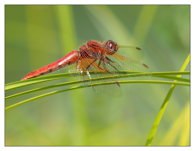 Dragonfly Little River 2017 1 Close-Up Photography