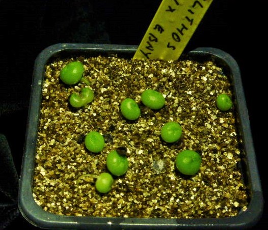 P1020502 (2) cactus