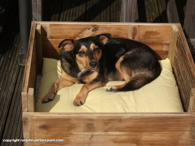 Dolly in d'r nieuwe buitenmand 20-09-17 1 In de tuin 2017
