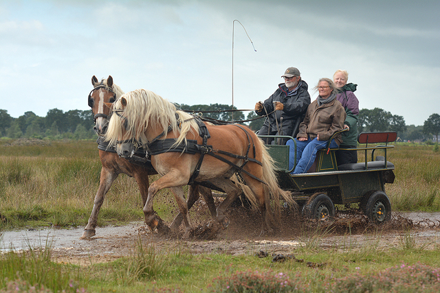 p4d dag2 foto's van website portfolio niet wegdoen