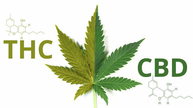 greenrushdaily-CBD-vs-THC Picture Box