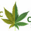 greenrushdaily-CBD-vs-THC - Picture Box