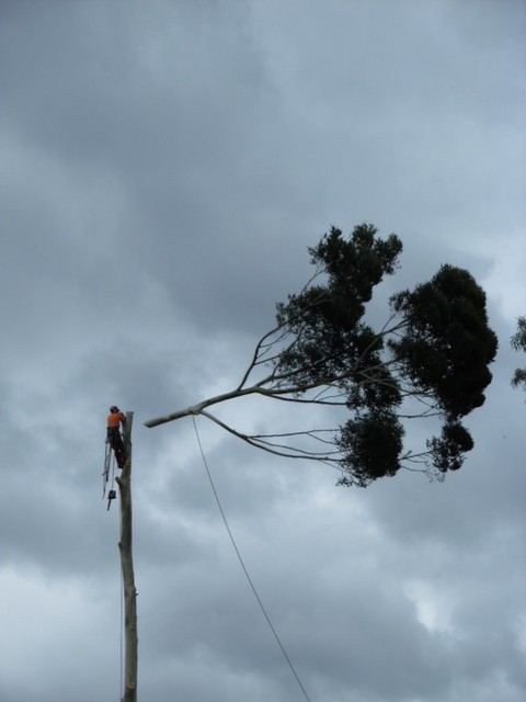 SAM 1063 Williams Tree Services