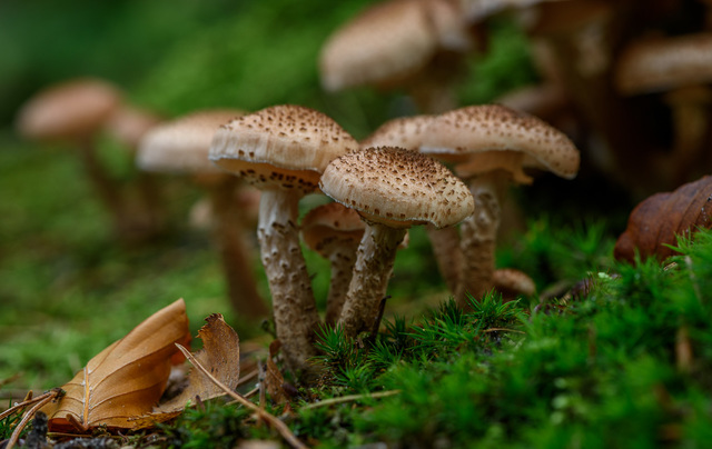  DSC3799 Leuvenumsebos