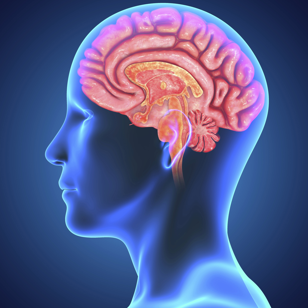brain-barrier https://brainfireadvice.com/prime-point-area-10/