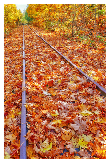 Autumn Tracks 2017 2 Comox Valley