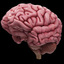 PW-2016-02-05-Allen-brain - http://www.tripforgoodhealth.com/synoptic-boost/