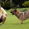 training-a-dog - Niche Junction, LLC