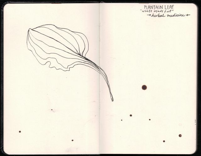 Plaintain leaf - Rae's Sketchbook Picture Box