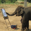 Elephant Encounter Thailand - Elephant Encounter Thailand