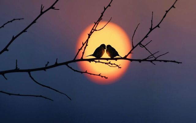 love birds Read Amazing valentines day 2018 Messages