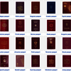 buy passport online - Picture Box
