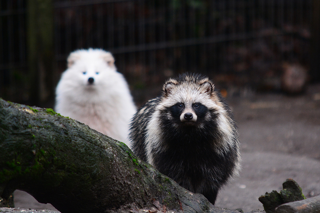 23 brabant dierentuinen