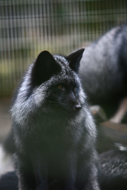 47 brabant dierentuinen