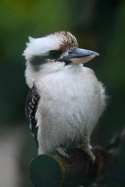 58 brabant dierentuinen