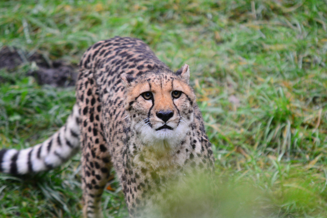 89 brabant dierentuinen