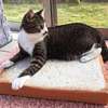 Toast cat bed - Picture Box