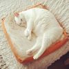 Toast cat bed - Picture Box