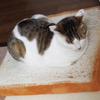 Toast cat bed - Picture Box