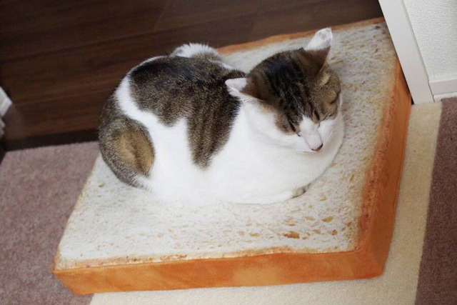 Toast cat bed Picture Box