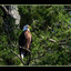 EAGLE in Trees - Wildlife
