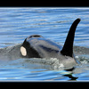 Orca blue - Wildlife