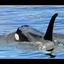 Orca blue - Wildlife