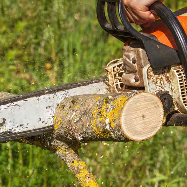 Tree Removal Toronto Picture Box