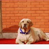 Home Base Dog Boarding, Dog Care in Gurgaon, Delhi - Happy Pettings