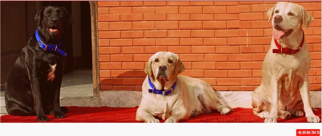 Happypettings Home Base Dog Boarding, Dog Care in Gurgaon, Delhi - Happy Pettings