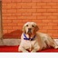 Happypettings - Home Base Dog Boarding, Dog Care in Gurgaon, Delhi - Happy Pettings