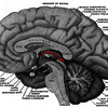 Epithalamus - CervelloReview