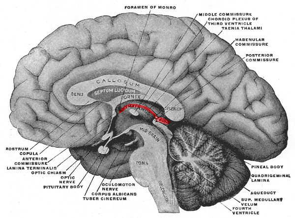 Epithalamus CervelloReview