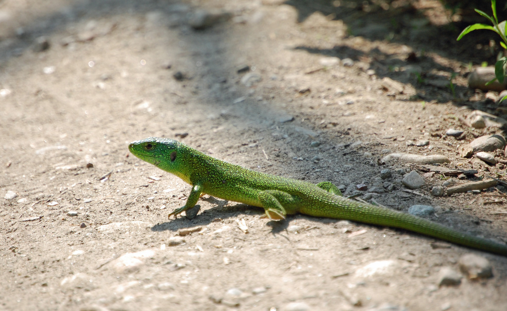 DSC 0027 modificato-1 - 