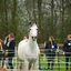 knap paard - balingehofforum