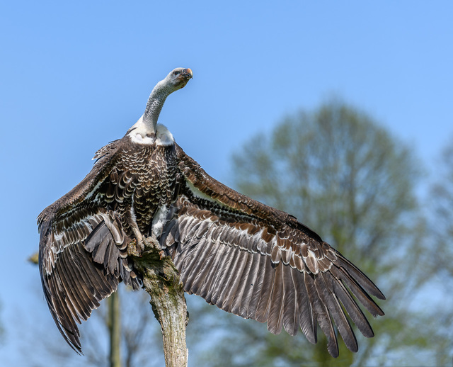  DSC1081jpg NCN_Roofvogels