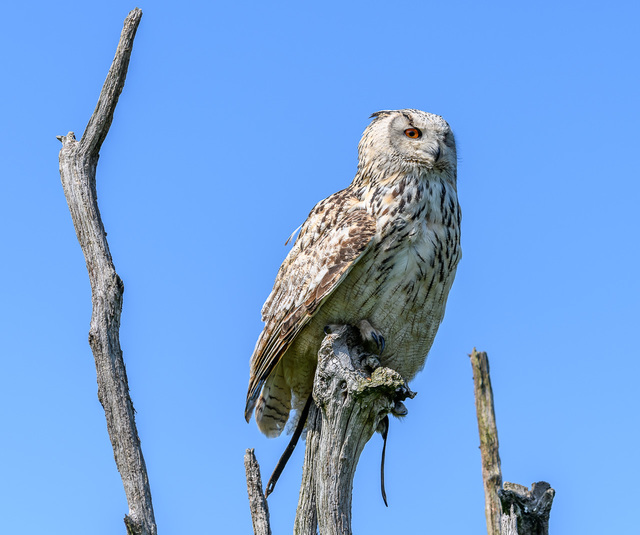  DSC1162 NCN_Roofvogels