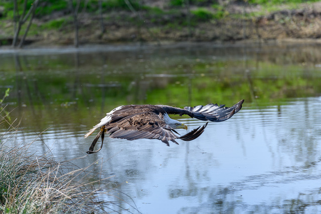  DSC1650 NCN_Roofvogels