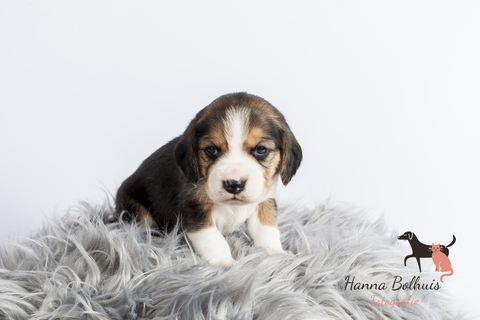 beagle pups levinda 3 week ... - Anonymous