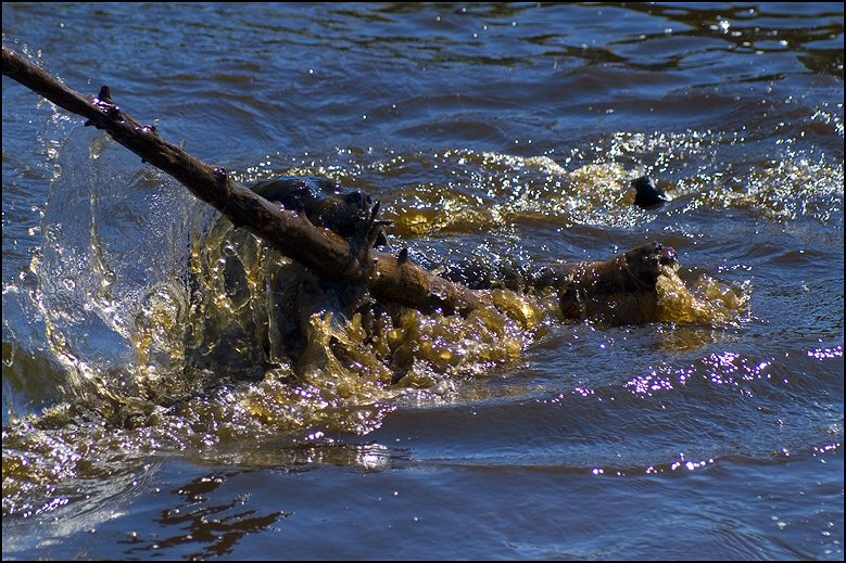 24 - honden 4 mei 2018